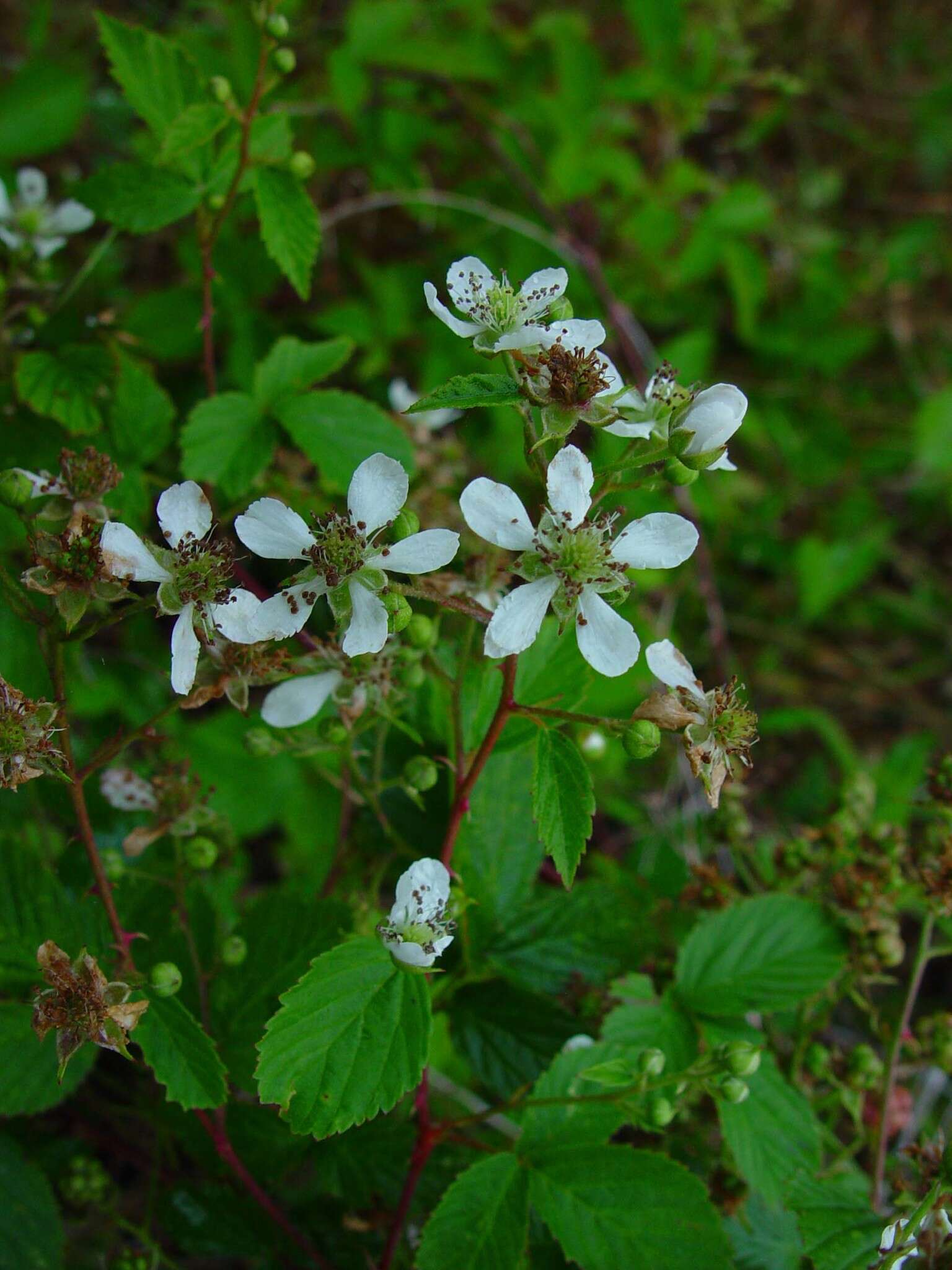 Image of Rubus bertramii G. Braun ex Focke