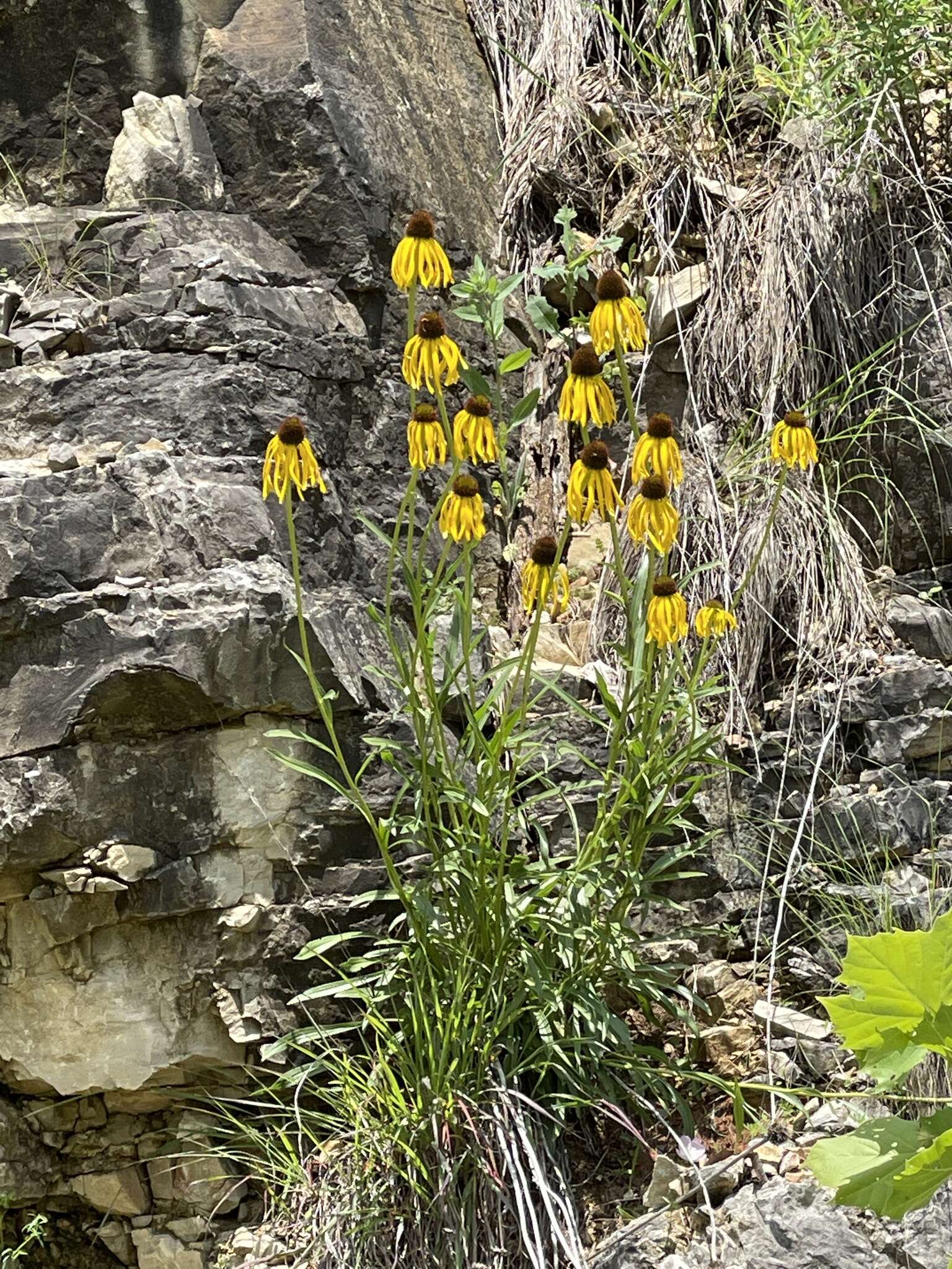 Image of Bush's purple coneflower