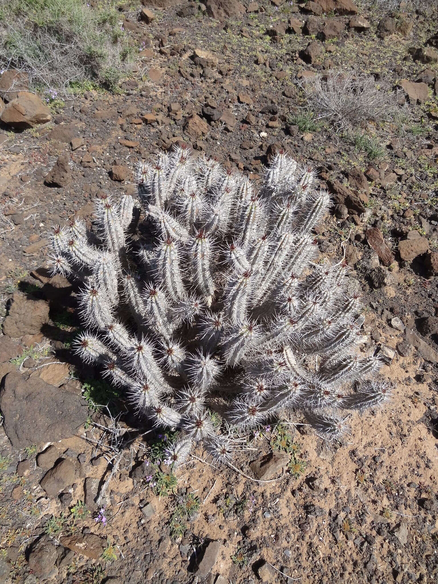 Image of Euphorbia handiensis Burchard