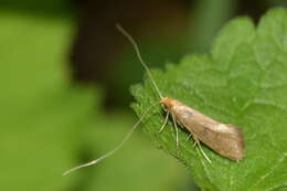 Image de Nematopogon swammerdamella Linnaeus 1758