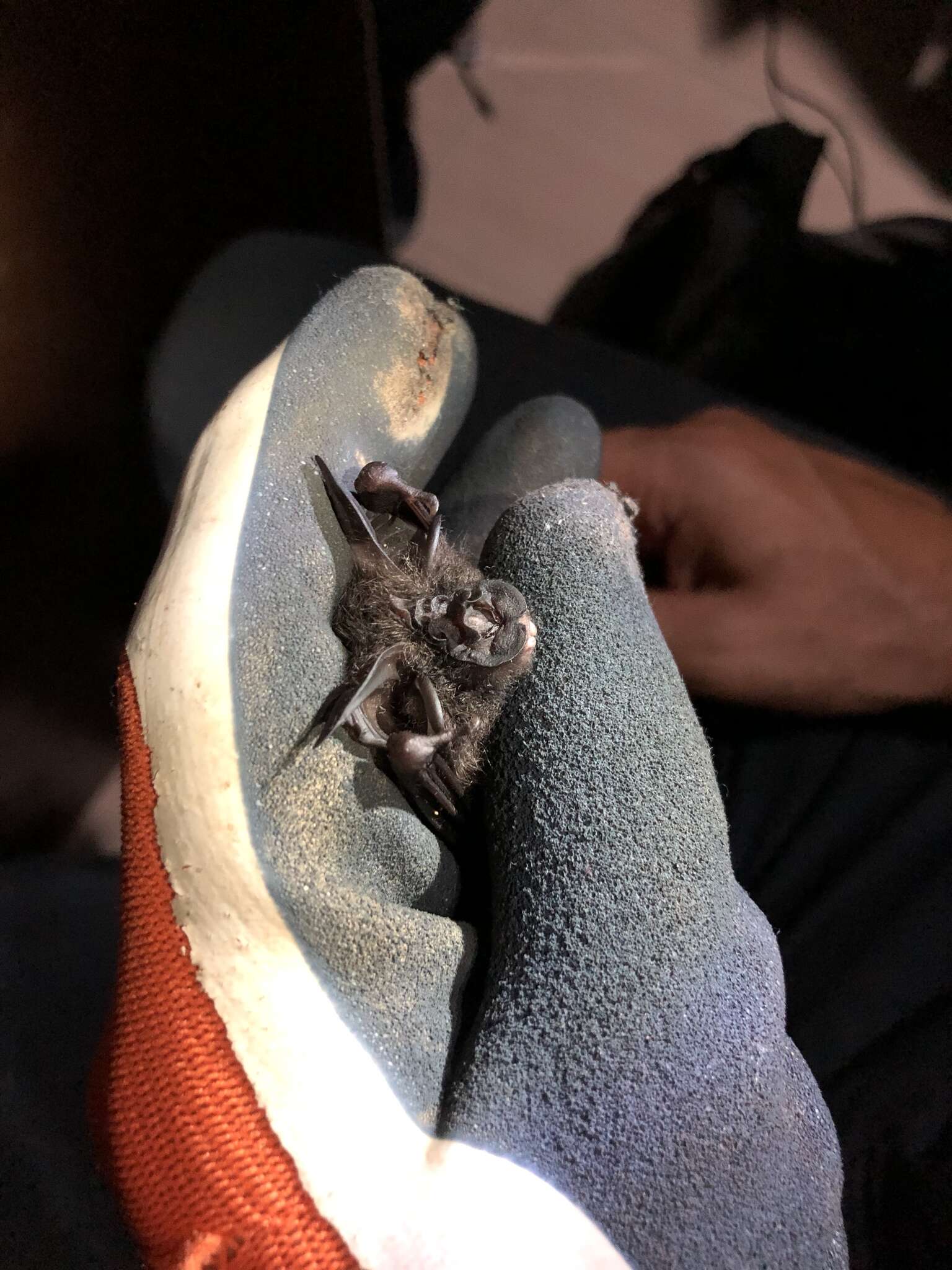 Image of Lesser Woolly Horseshoe Bat