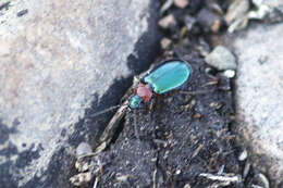 Image of Lebia (Lamprias) cyanocephala (Linnaeus 1758)