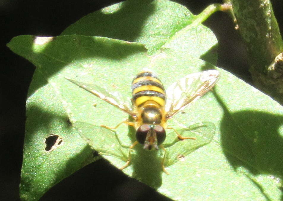 Eupeodes americanus (Wiedemann 1830)的圖片