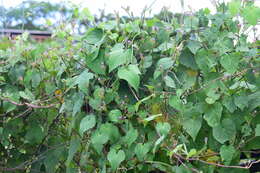 Image of Ipomoea grandifolia (Damm.) O'Donell