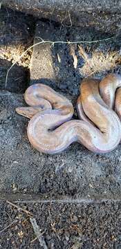 Image of Brown Rainbow Boa