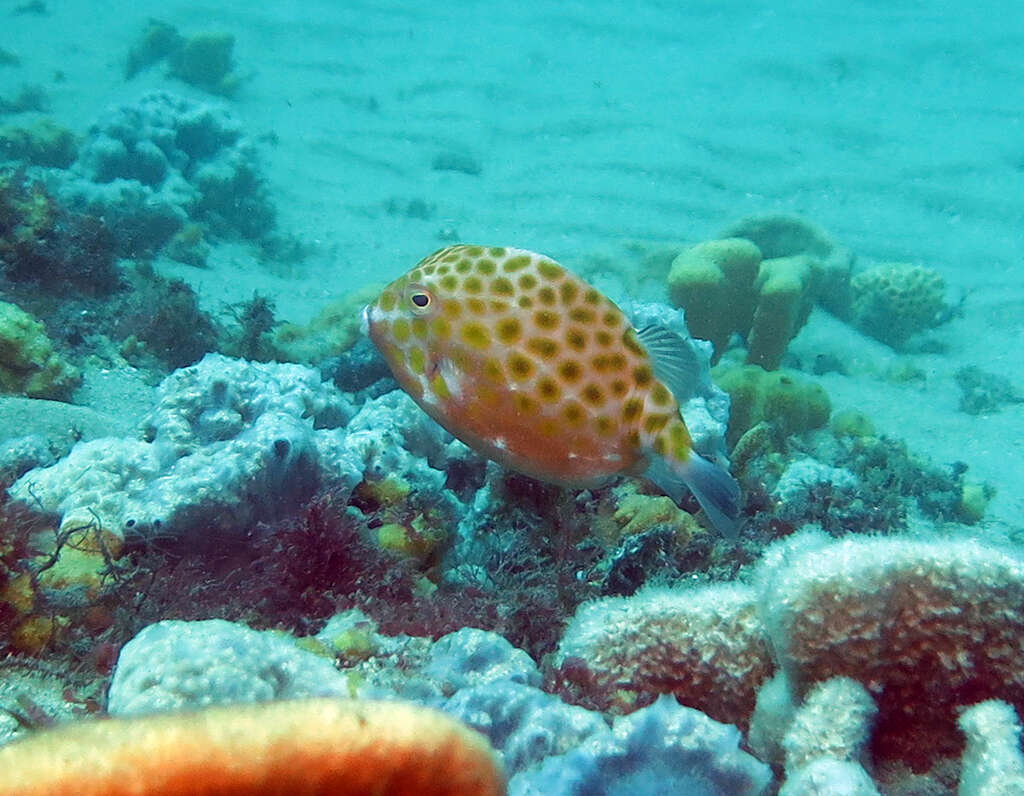 Image of Blue boxfish