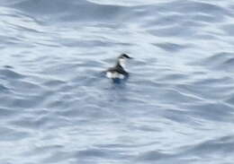 Image of Guadalupe Murrelet