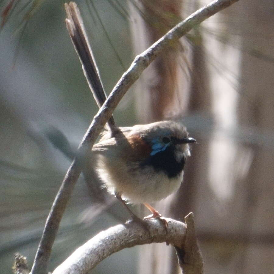 Image of Variegated Fairy-wren