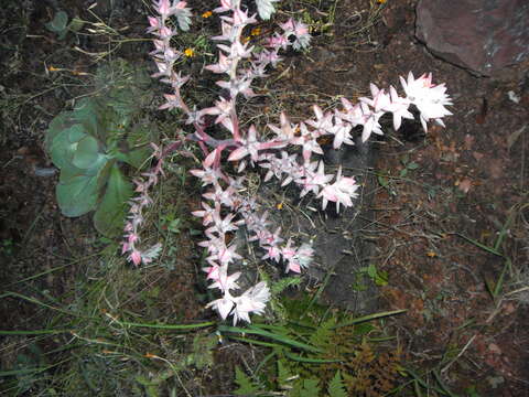 Image of Echeveria gigantea Rose & Purpus