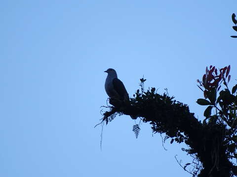 Image of Dark-backed Imperial Pigeon
