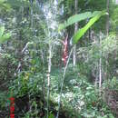 Imagem de Heliconia pendula Wawra