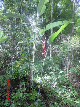 Imagem de Heliconia pendula Wawra