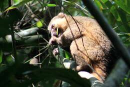 Image of golden bamboo lemur