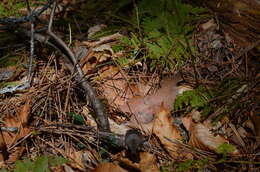 Image of Cinereus Shrew (Masked Shrew)