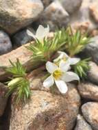 Image de Linanthus demissus (A. Gray) Greene