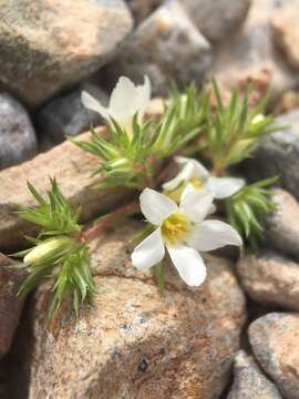 Image de Linanthus demissus (A. Gray) Greene