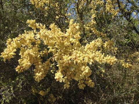 Imagem de Vachellia rigidula (Benth.) Seigler & Ebinger