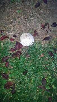 Image de Agaric des prés salés