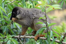 Image of brown lemur