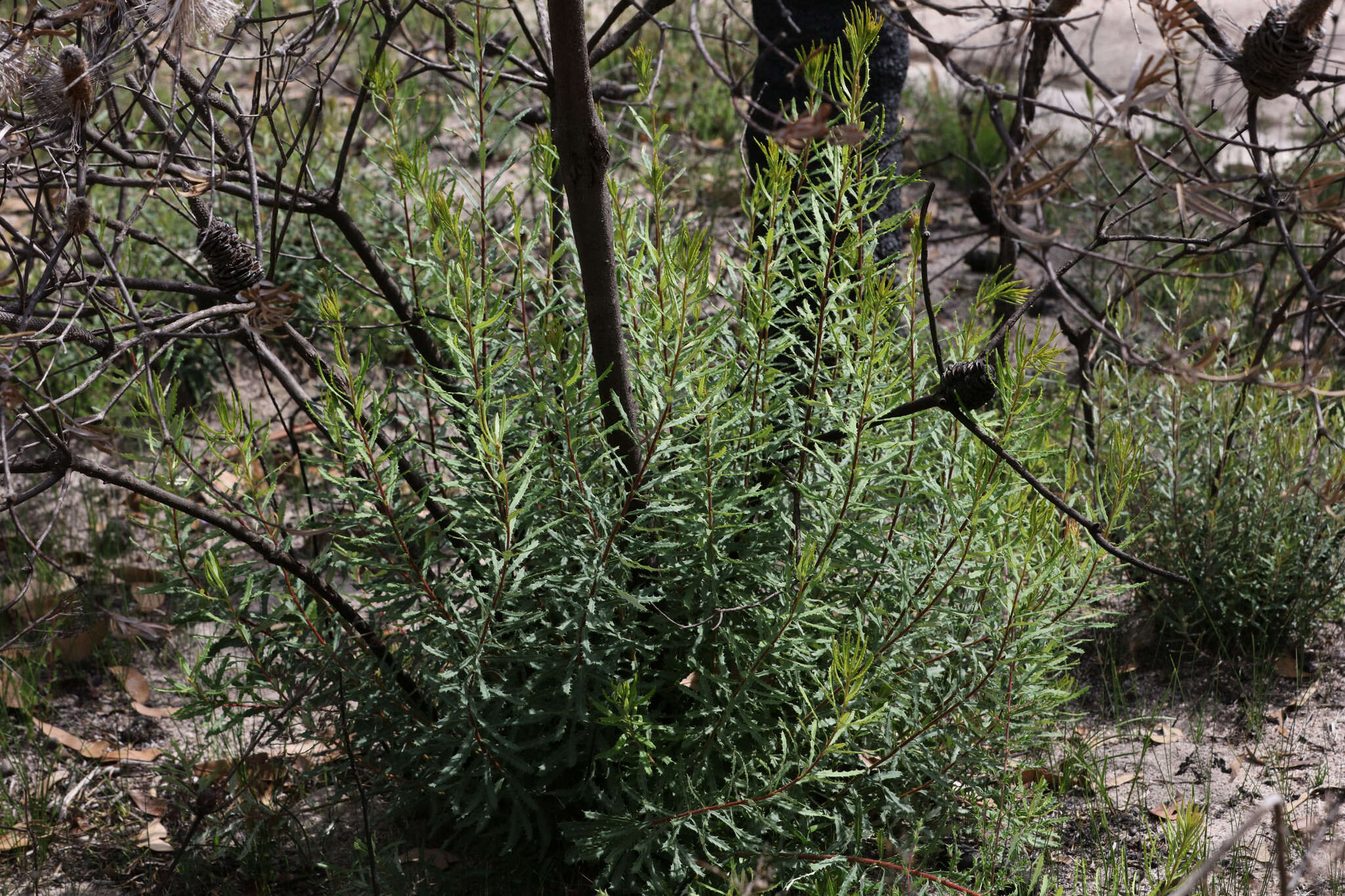 Image of Banksia neoanglica (A. S. George) Stimpson & J. J. Bruhl