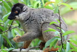 Image of brown lemur