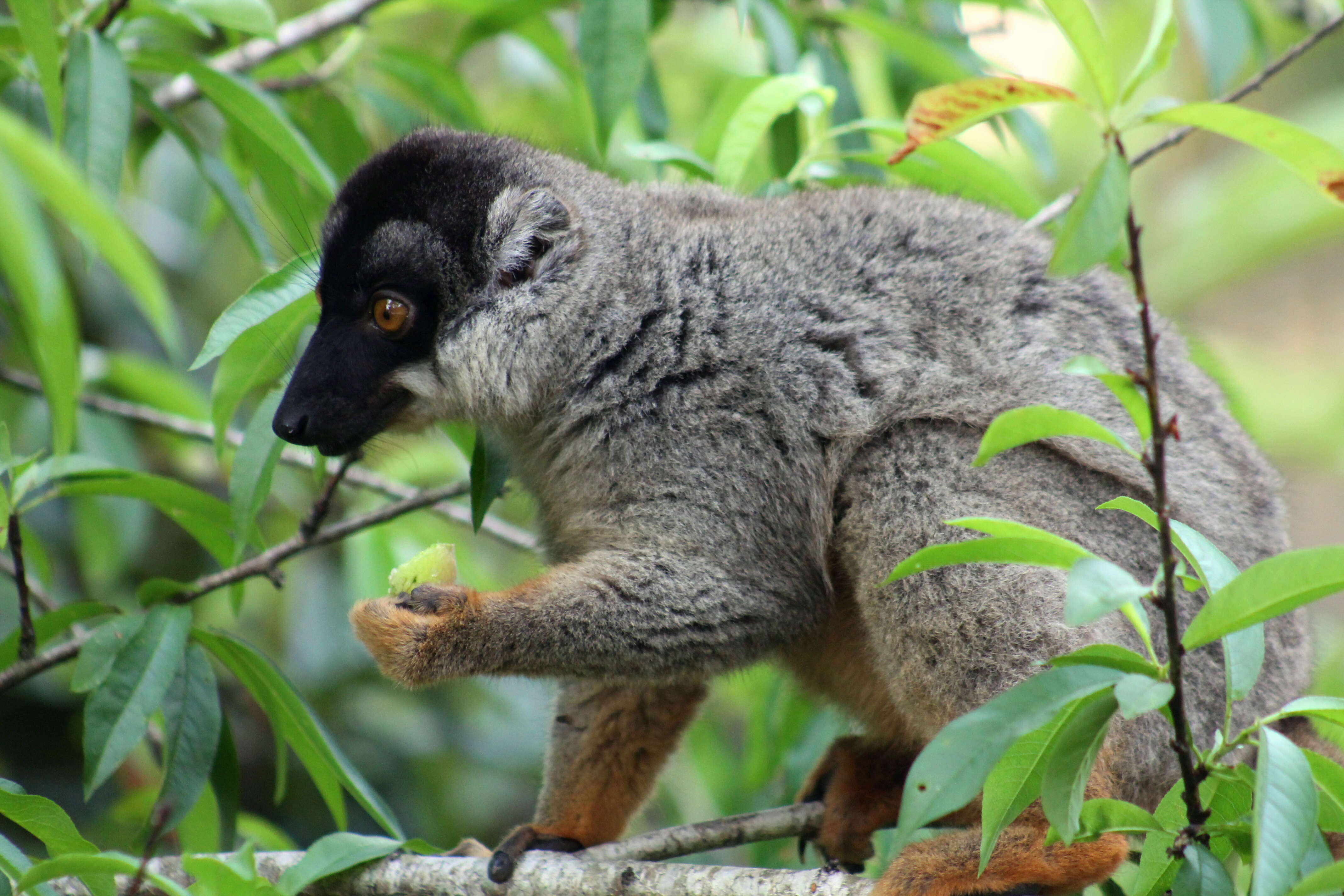 Image of brown lemur