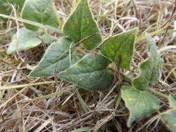 Image of star milkvine