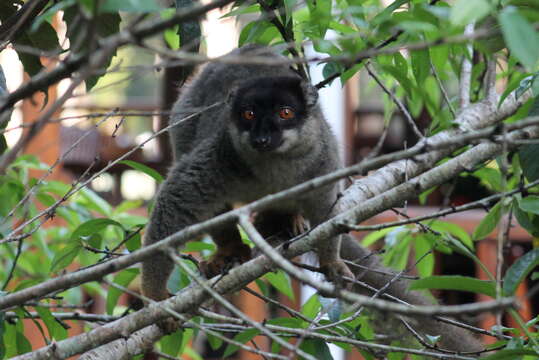 Image of brown lemur