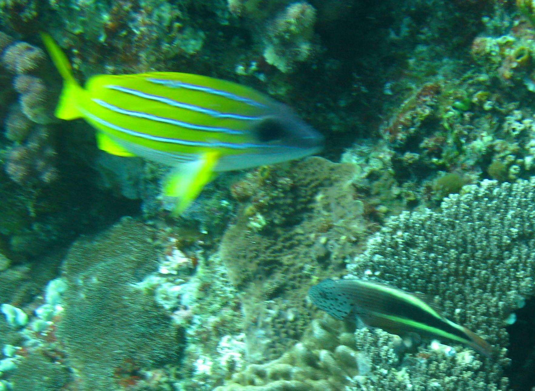 Image of Bluestripe snapper