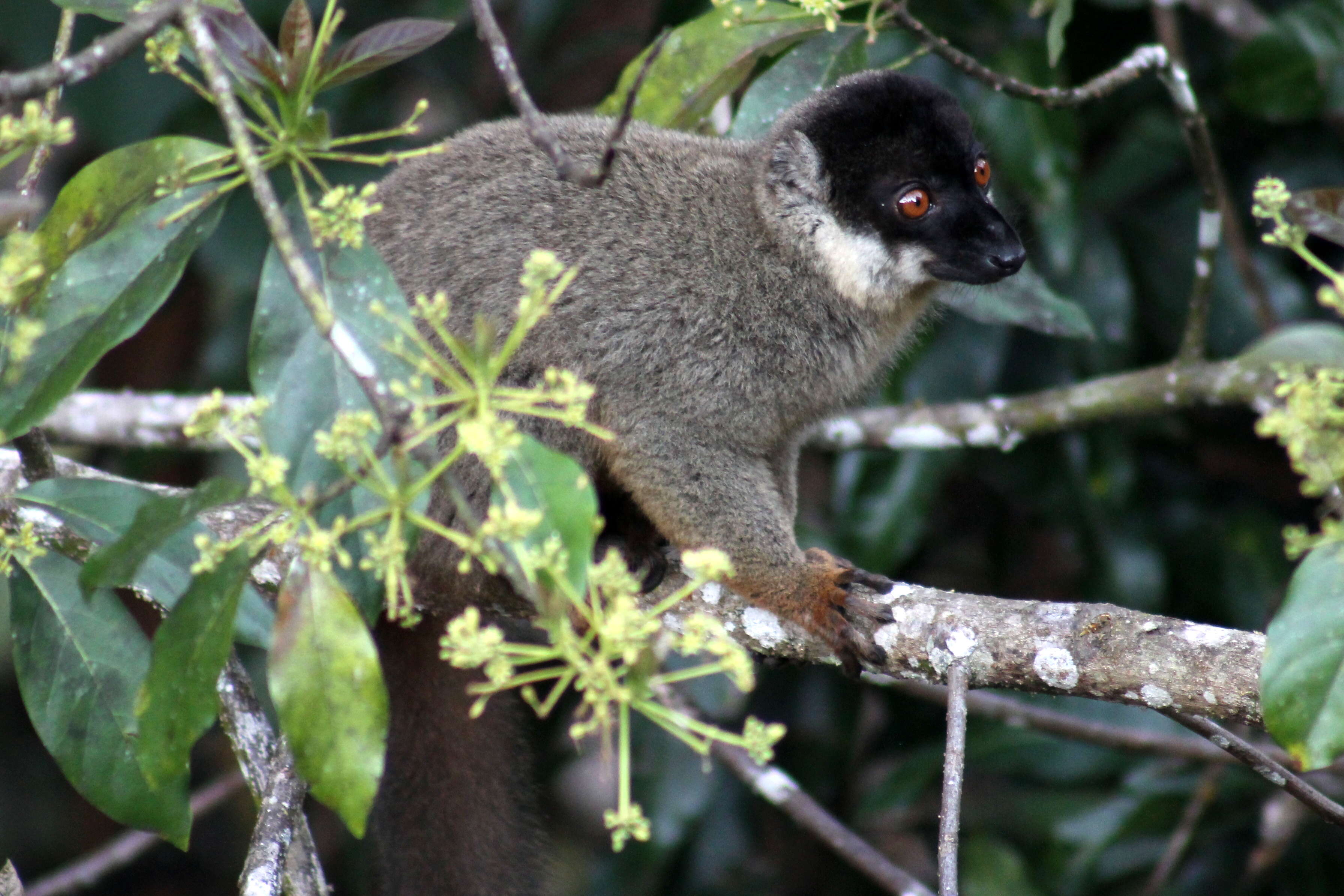 Image of brown lemur