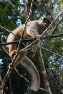 Image of brown lemur