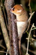 Image of Brown Mouse Lemur