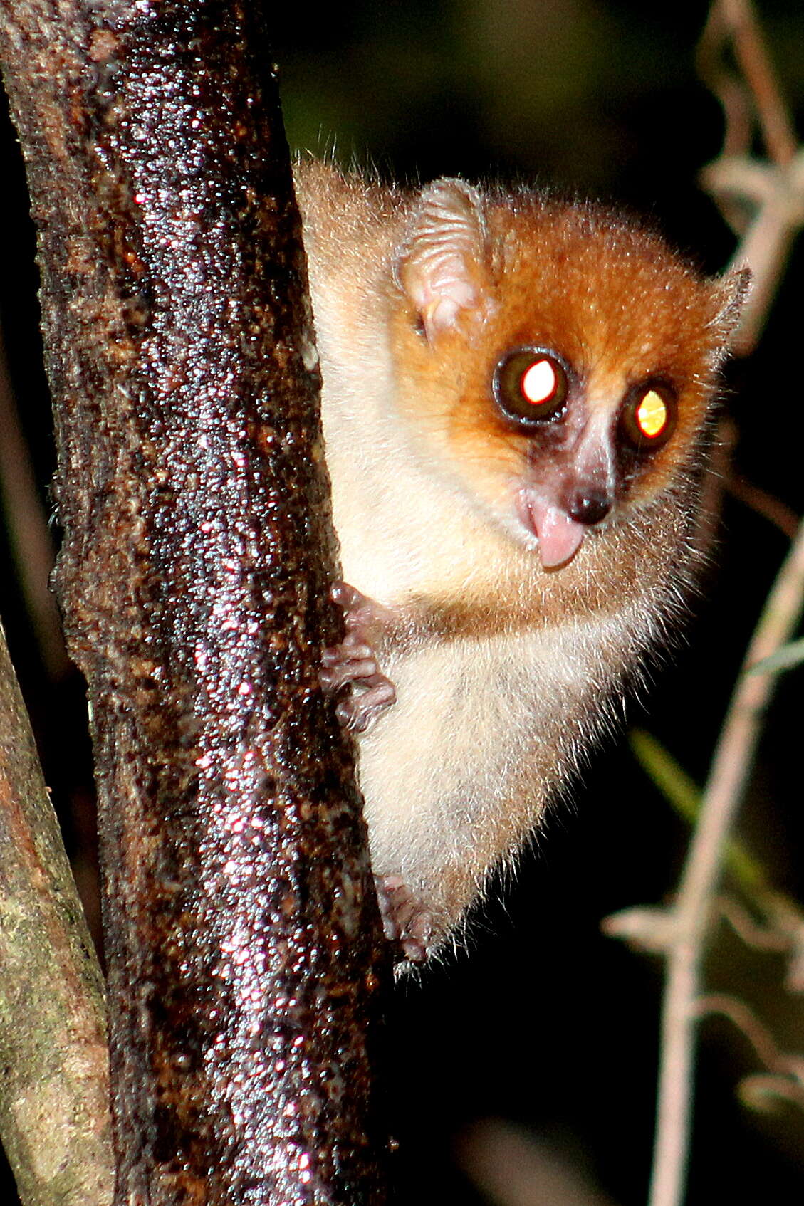 Image of Brown Mouse Lemur