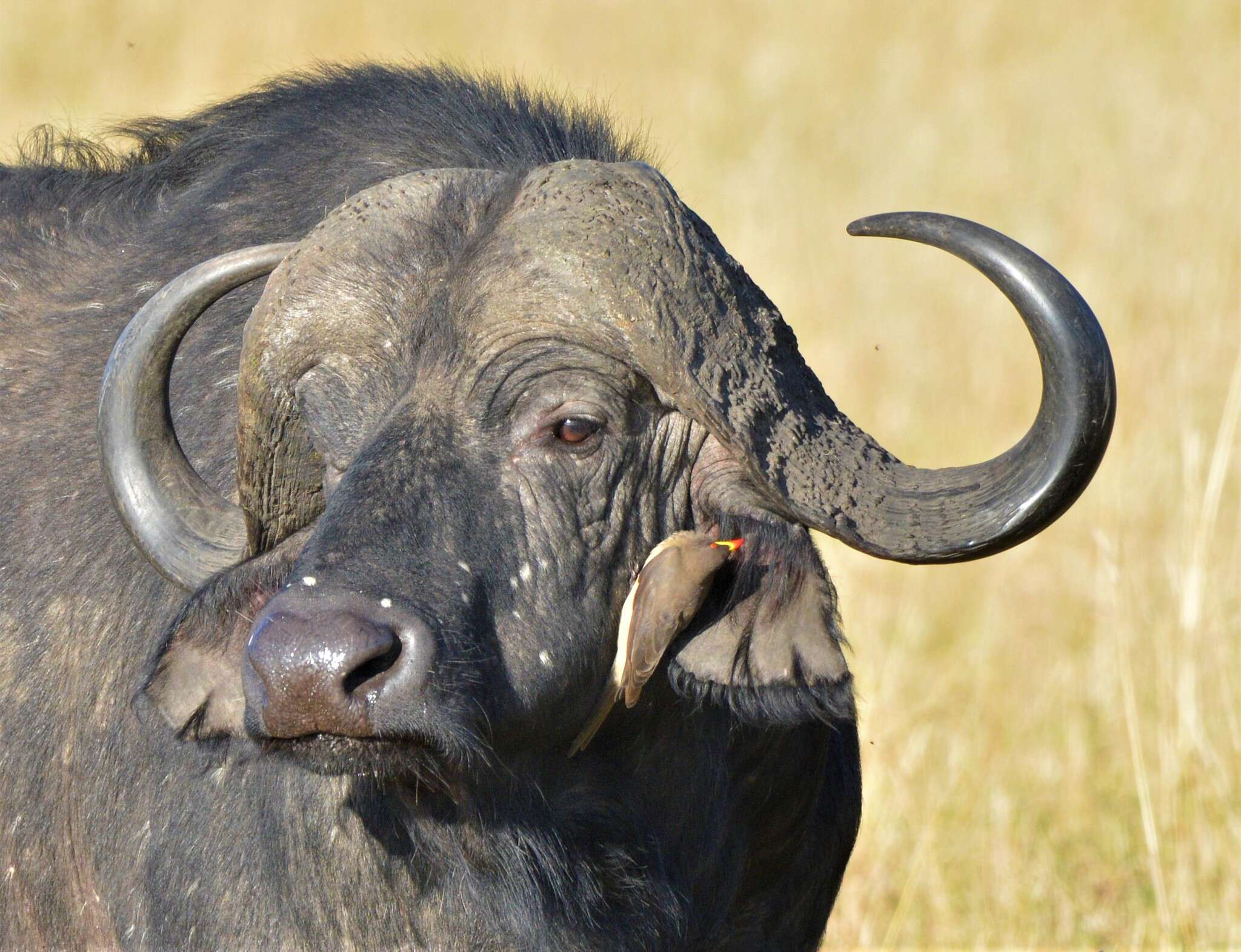 Image of oxpeckers