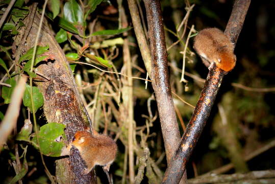 Image of Brown Mouse Lemur