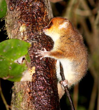 Image of Brown Mouse Lemur