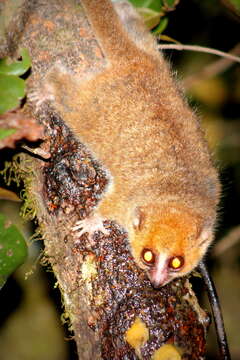 Image of Brown Mouse Lemur