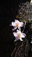 Image of orchid