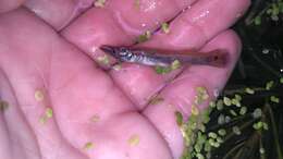 Image of Top minnow