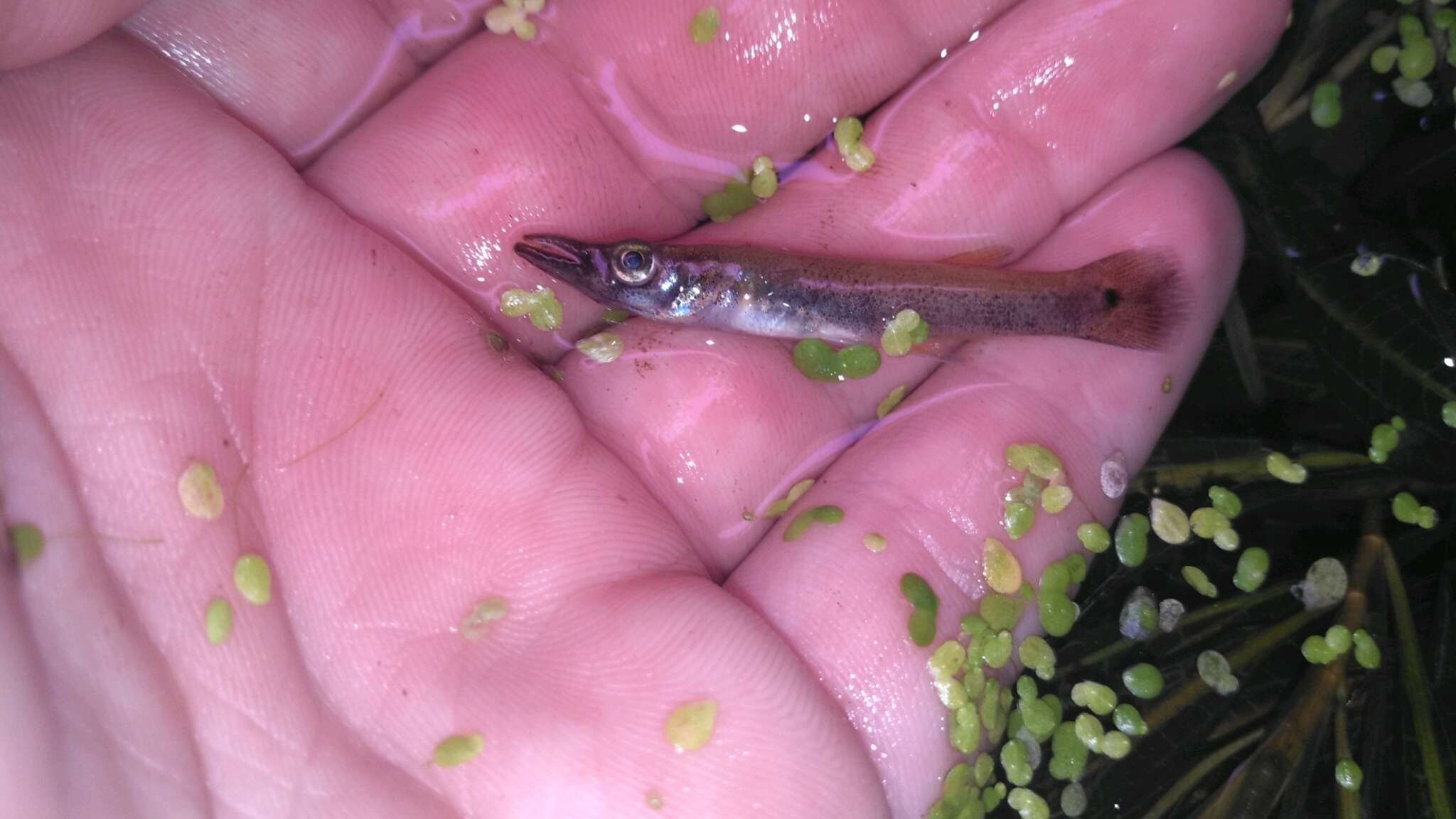 Image of Top minnow