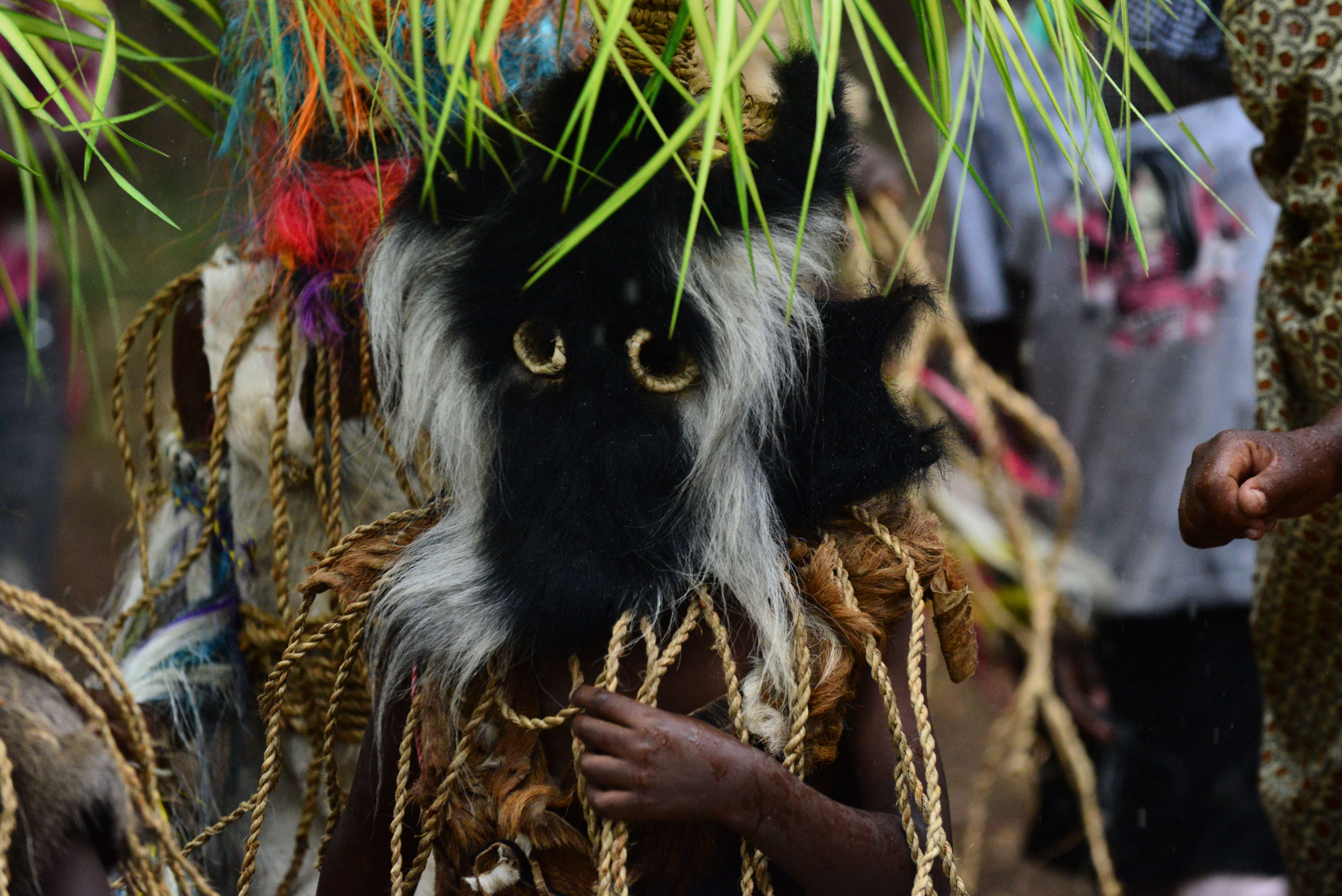 Image of Mantled Colobus