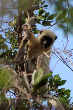 Image of Decken's Sifaka