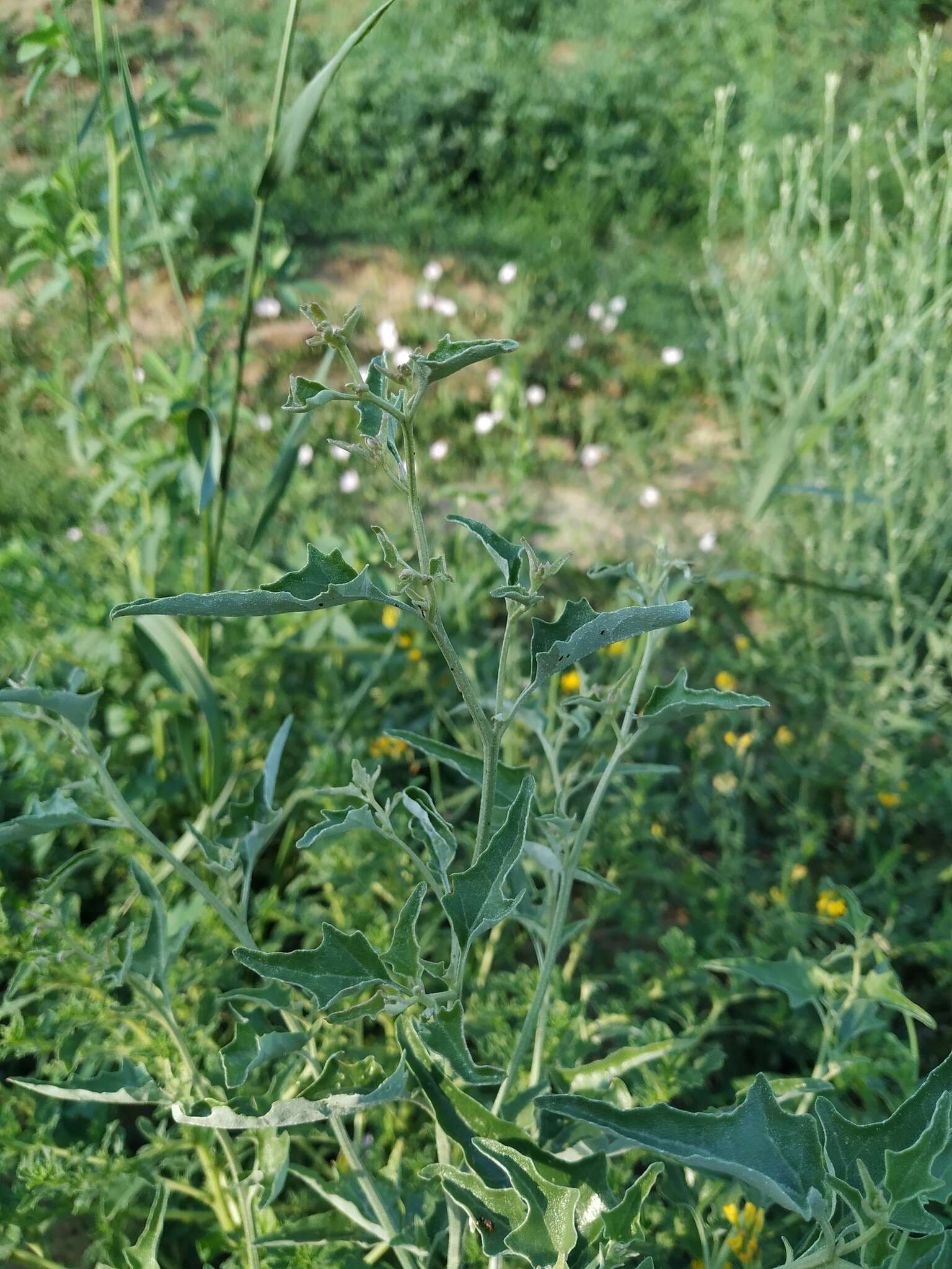 Sivun Atriplex aucheri Moq. kuva