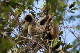 Imagem de Propithecus deckenii Peters 1870