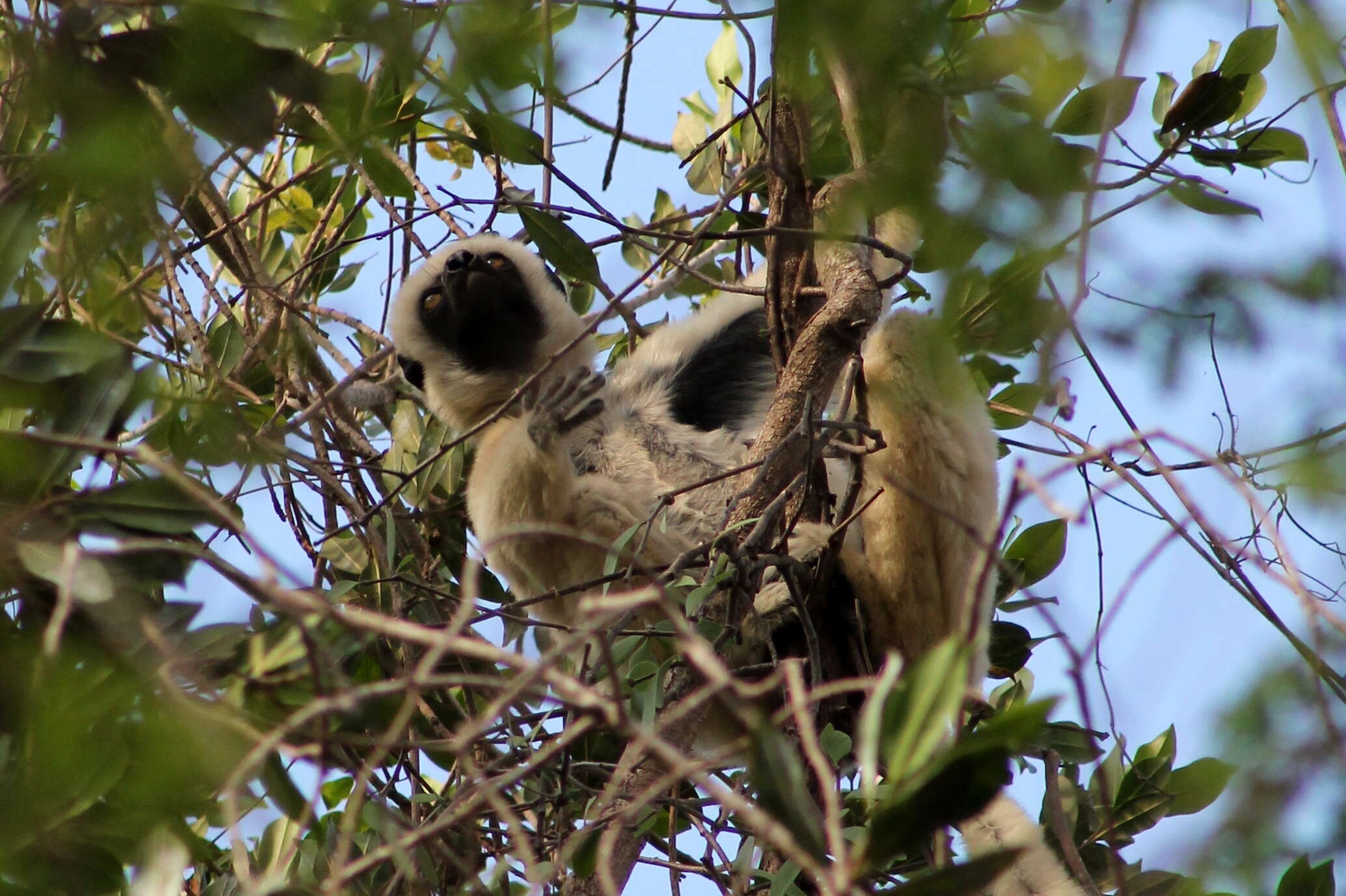 Sivun Propithecus deckenii Peters 1870 kuva