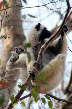 Image of Decken's Sifaka