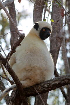 Image of Decken's Sifaka