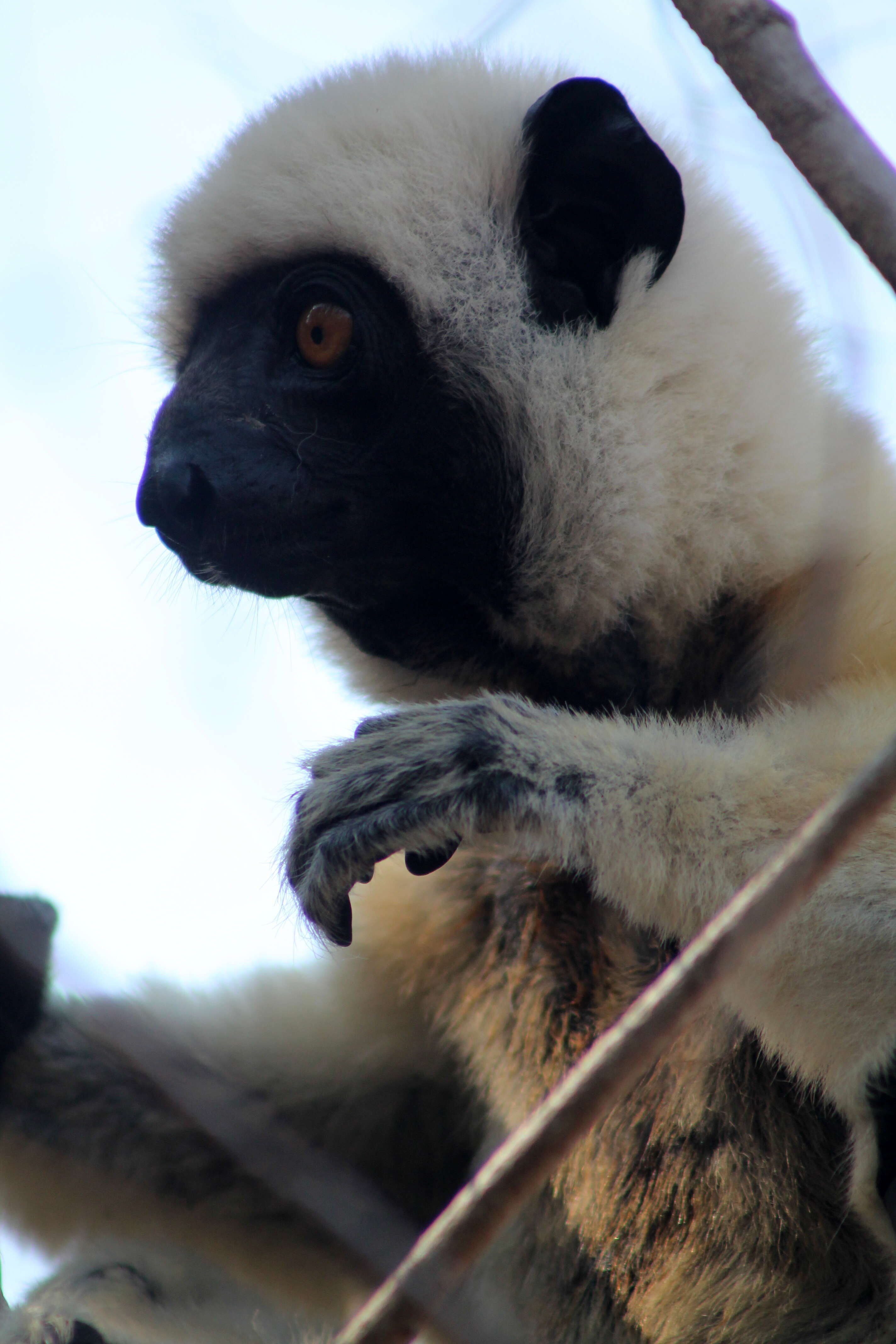 Sivun Propithecus deckenii Peters 1870 kuva