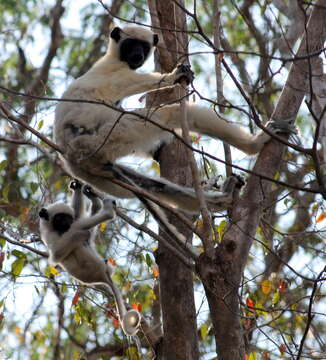 Image of Decken's Sifaka