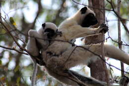 Image of Decken's Sifaka